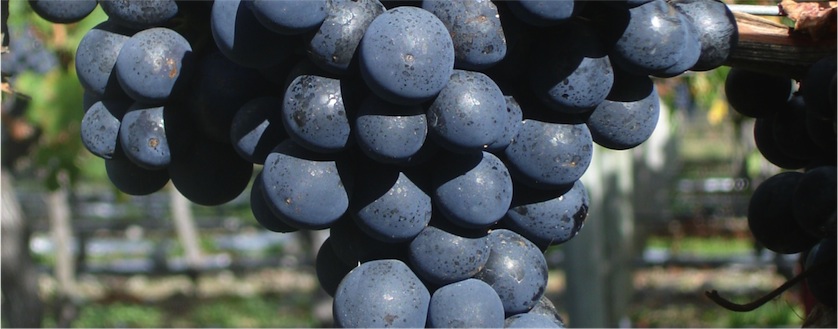 Syrah Syrah