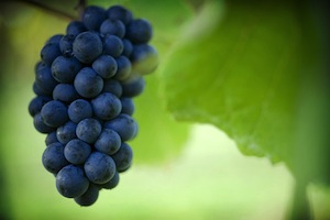 Pinot Noir in Neuseeland