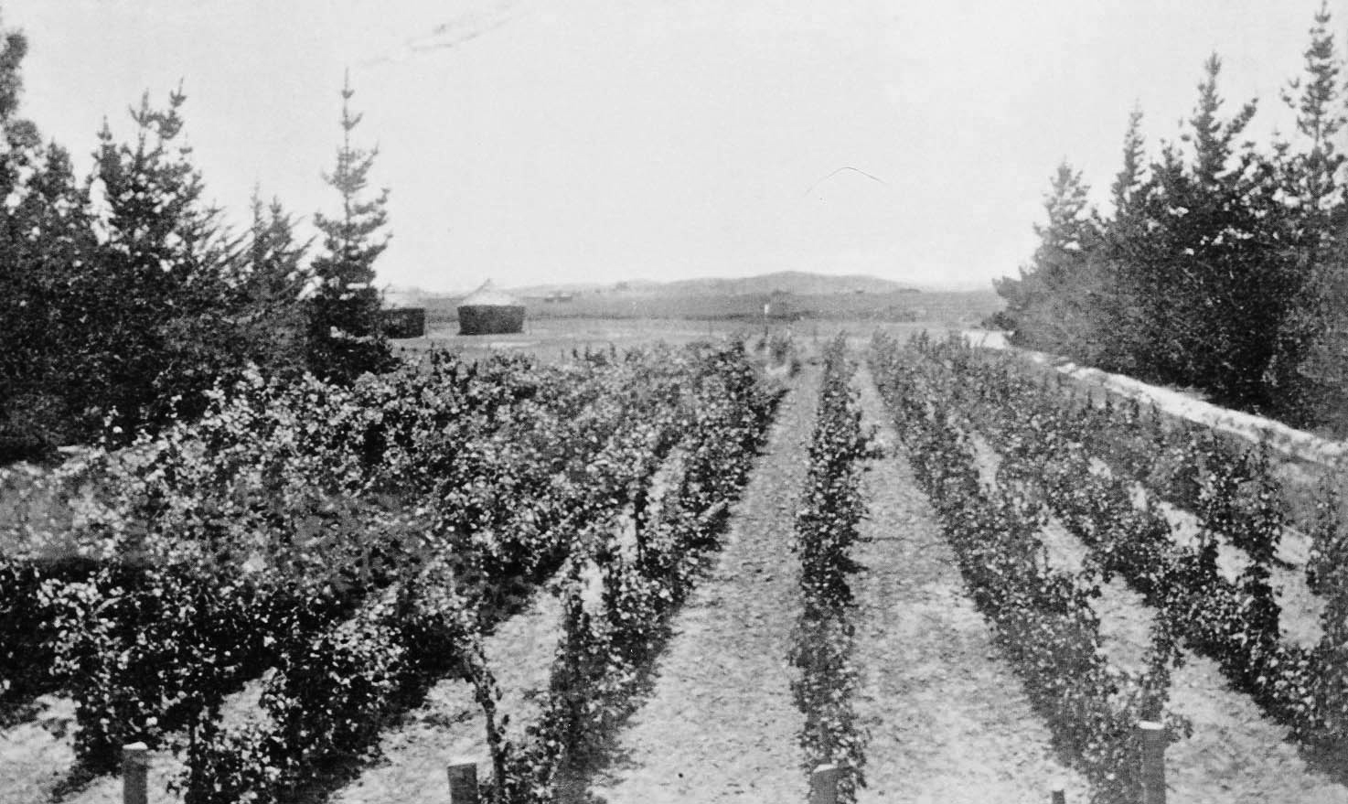 Der ursprüngliche Auntsfield Weinberg