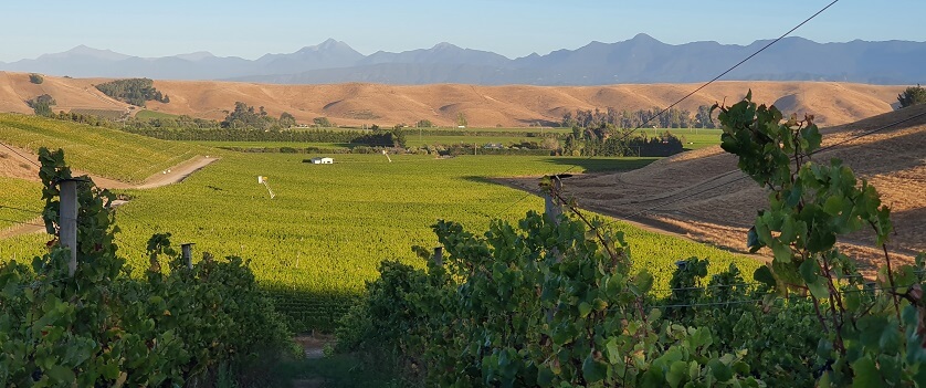 Blank Canvas Settlement vineyard