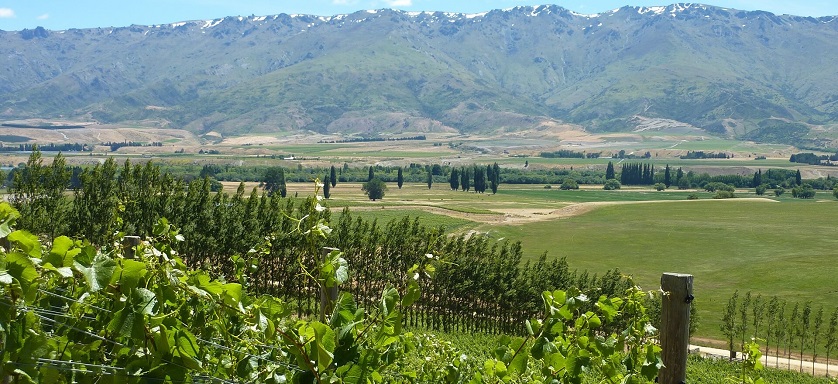 Weinbau in Central Otago