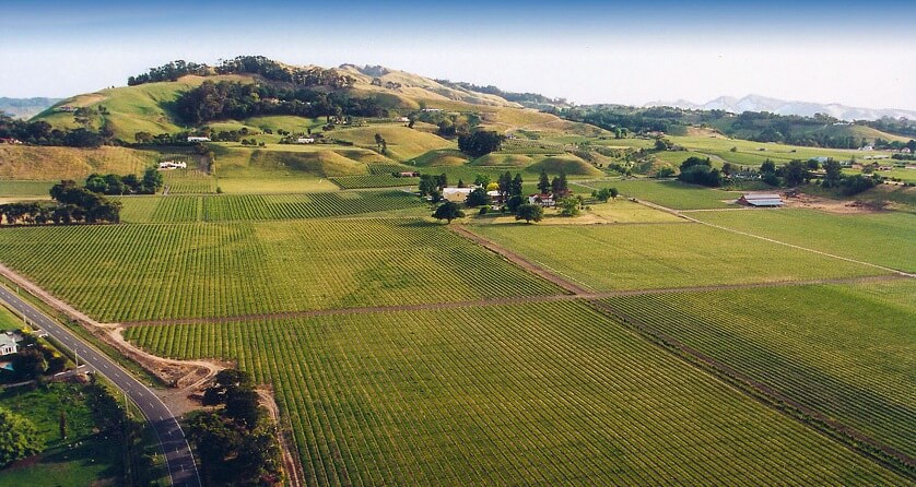 Te Mata Vineyard