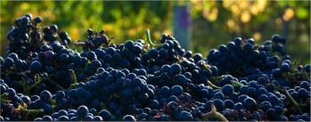 Weitere reinsortige Rotweine