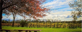 Wine from Martinborough