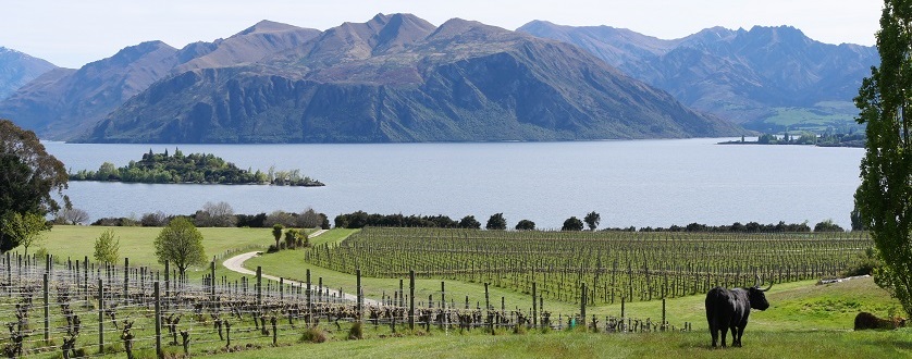 Wein aus Central Otago
