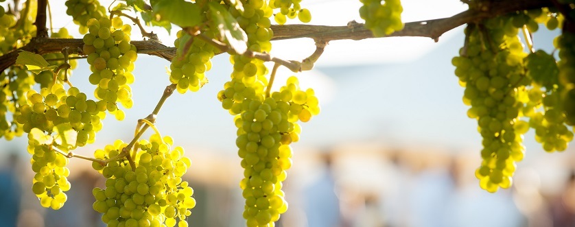 Beyond the Classics – White Wines