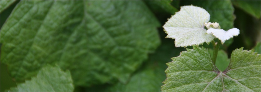 Gewürztraminer