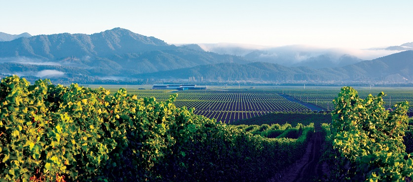 Marlborough Sauvignon Blanc