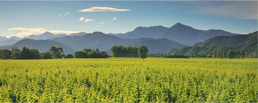 Wein aus Marlborough