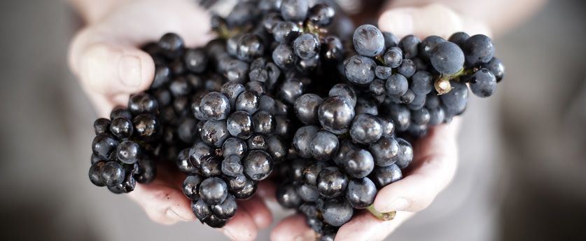 Rotwein Rotwein
