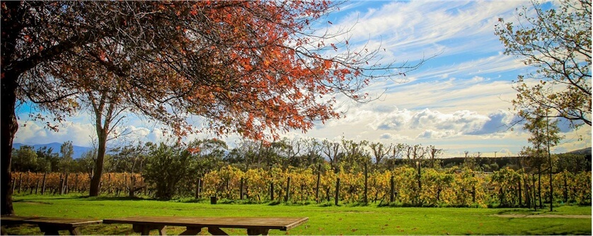 Wine from Martinborough