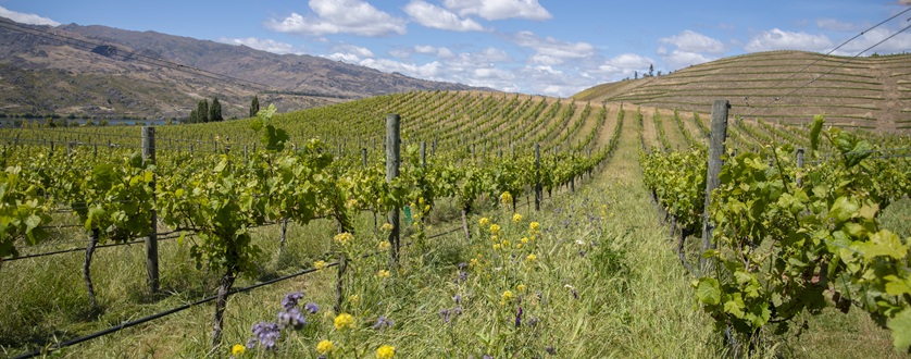 Wine tips Wine tips